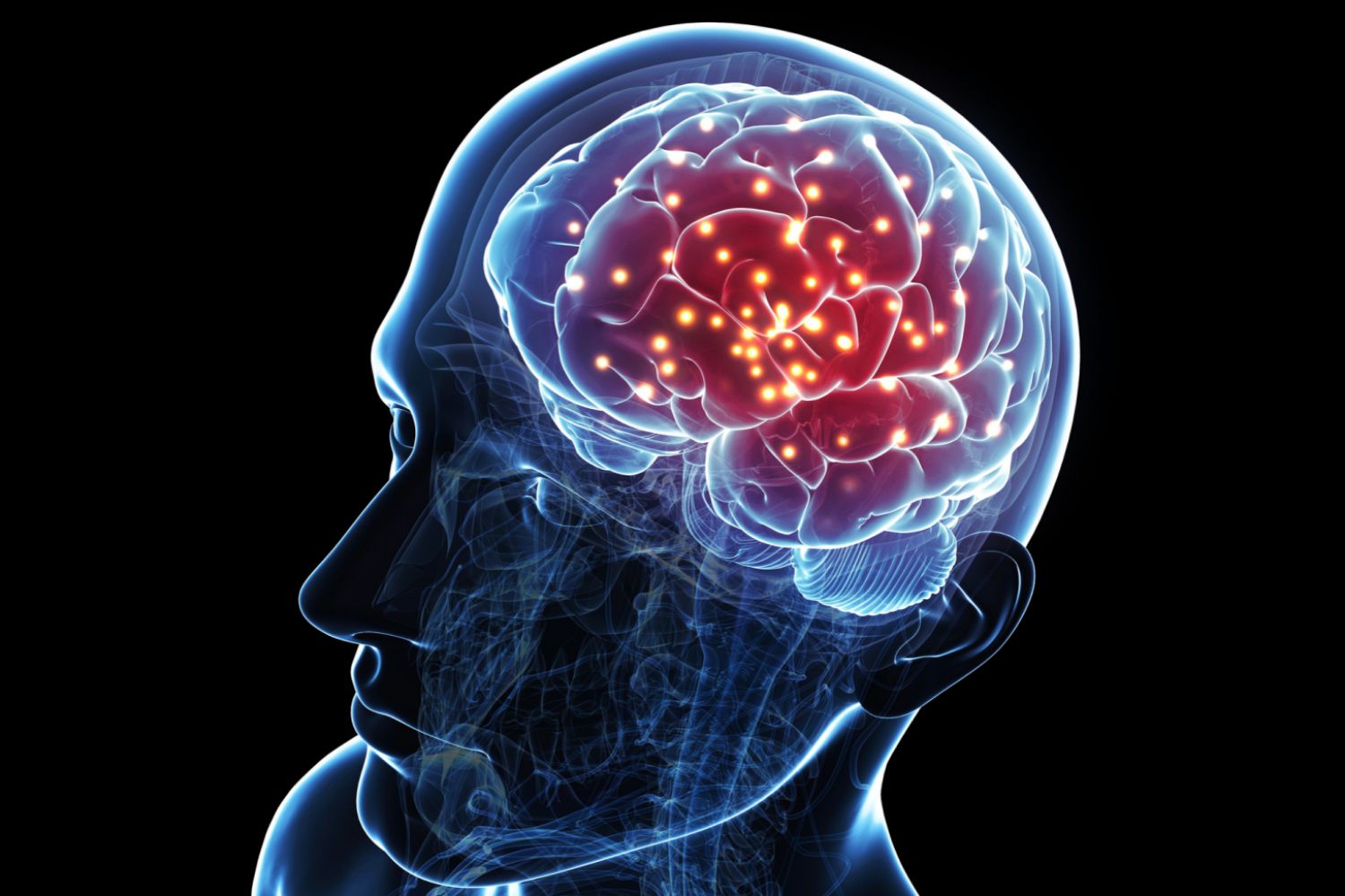 Brain And Cognitive Sciences Uva