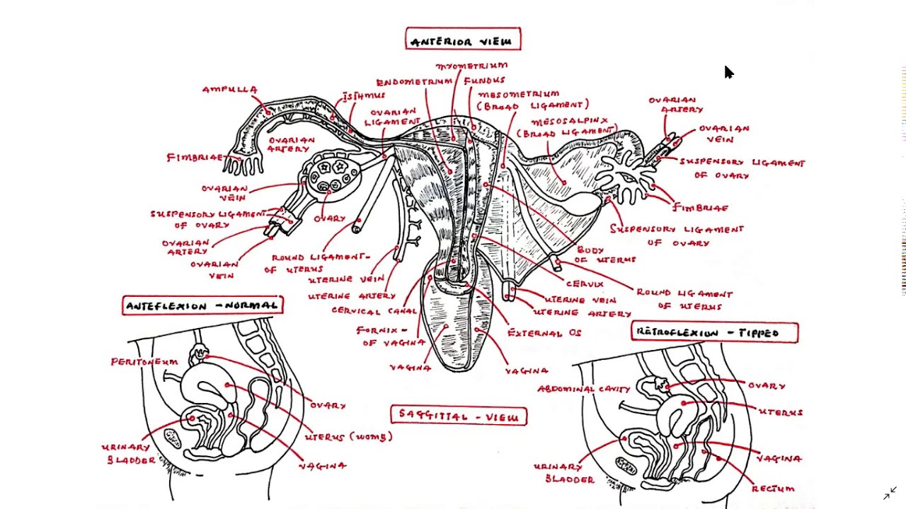 Anatomy Of the Female Reproductive System~Uterus | Fallopian Tube - Biologische Tekening Van Een Vagina
