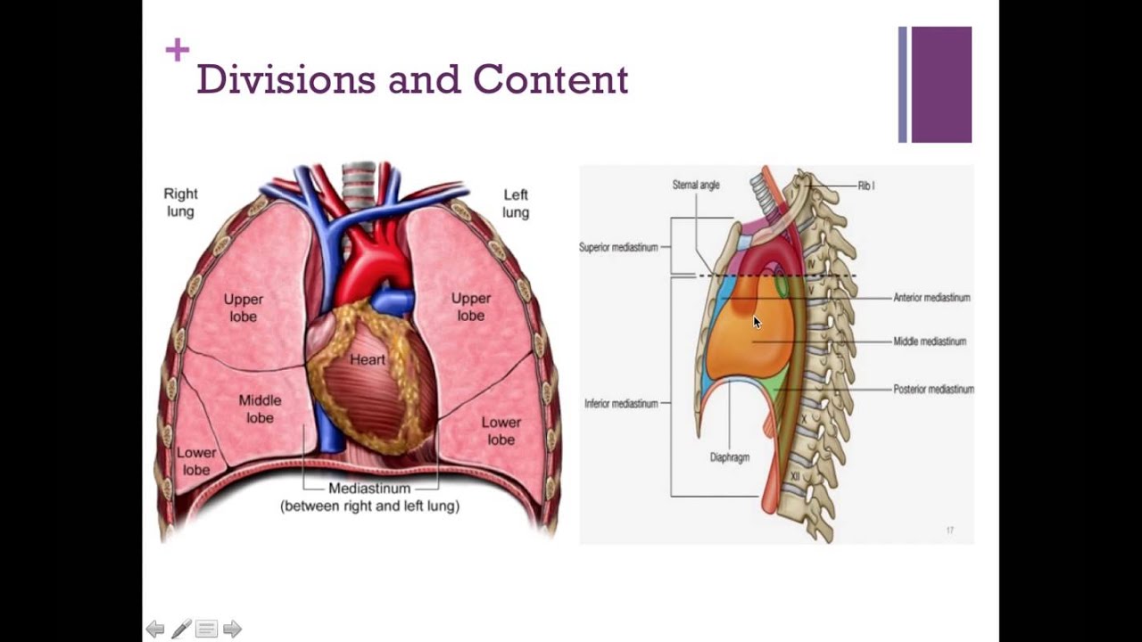 Anatomy of the mediastinum and its content - YouTube - Slank Hart En Mediastinum Superius