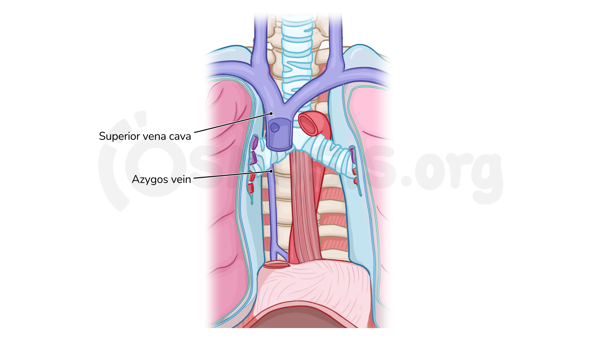 Anatomy Of The Superior Mediastinum: Video Anatomy Osmosis, 41% OFF - Wat Betekent Slank Hart En Mediastinum