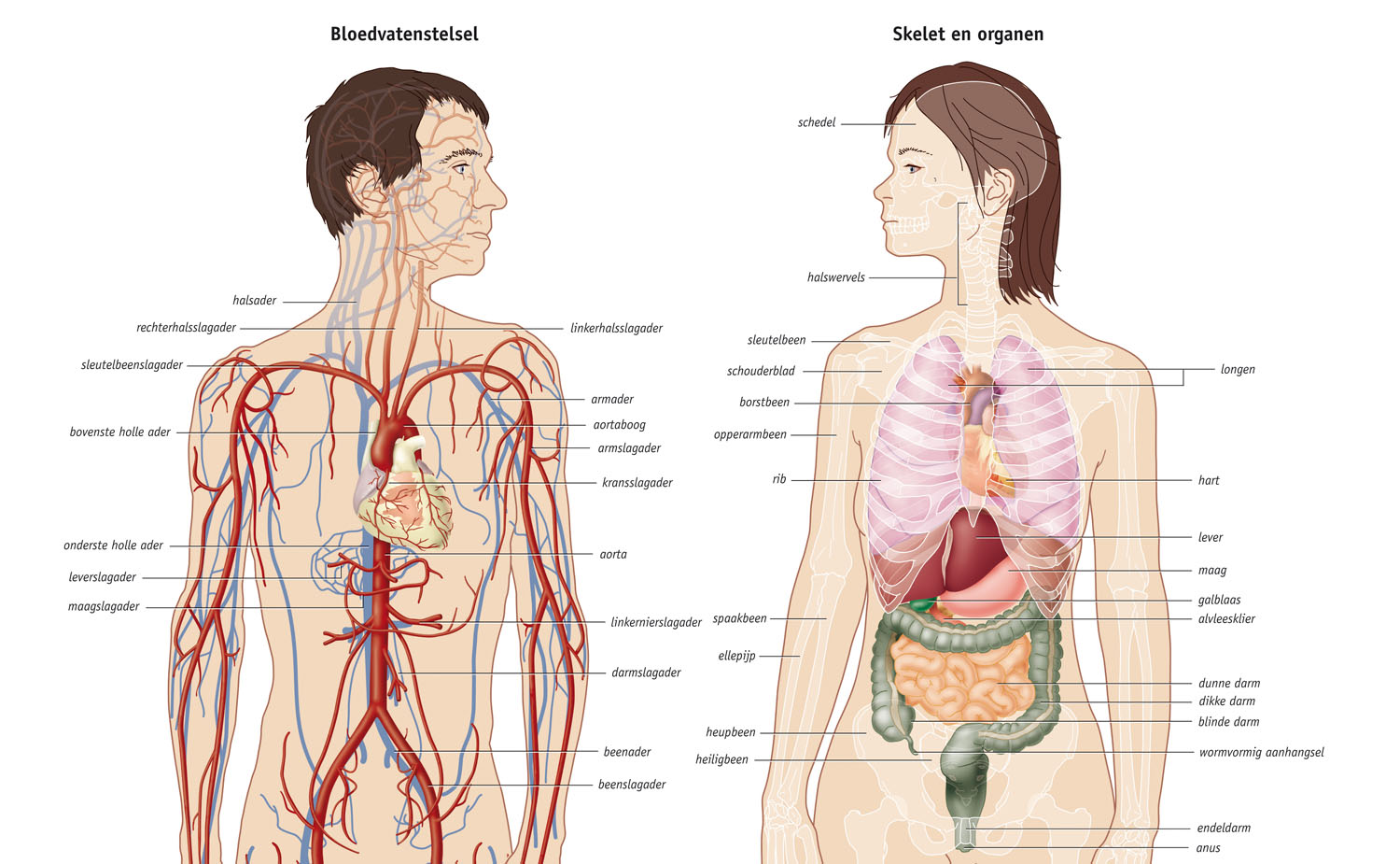 anatomy poster - Medical Visuals - Welke Organen Zitten Links Onder Je Ribben