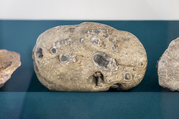 Ancient earth Images - Search Images on Everypixel - Eerste Levende Wezen In De Ruimte
