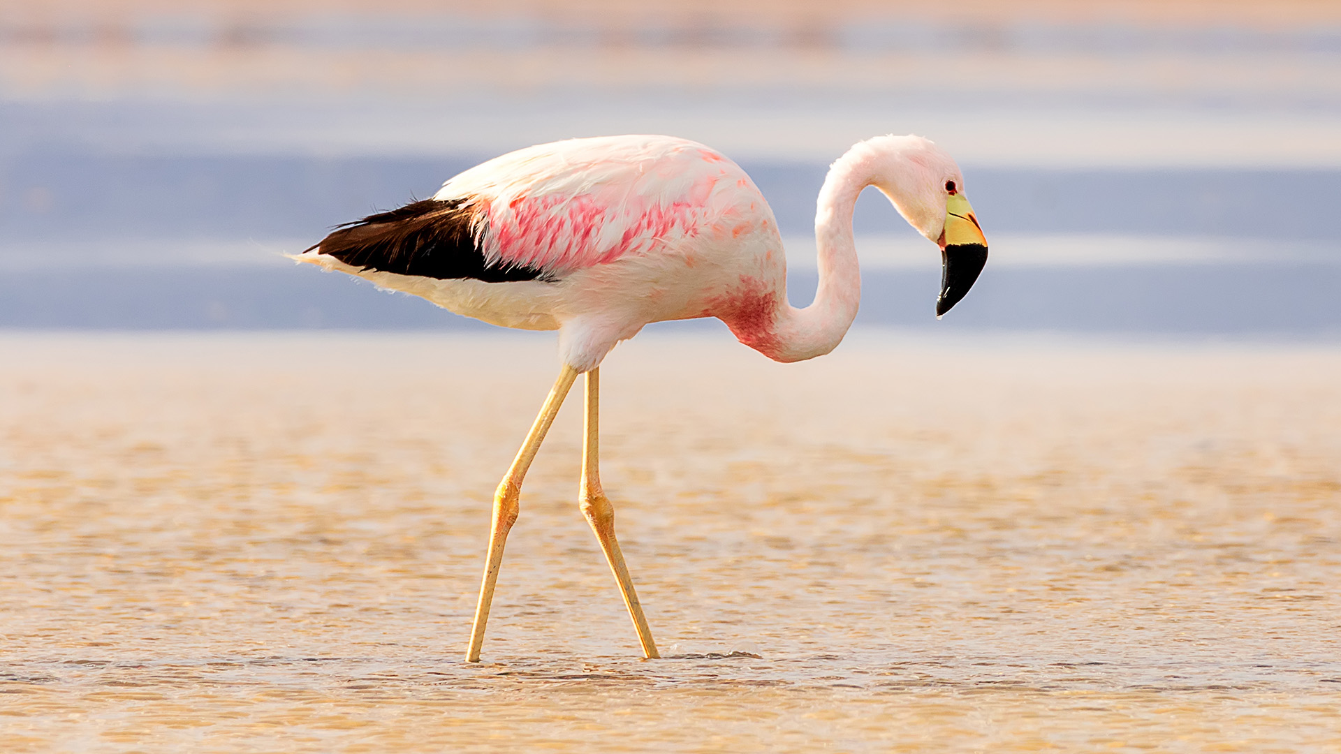 Waarom Staan Flamingo's Op één Poot
