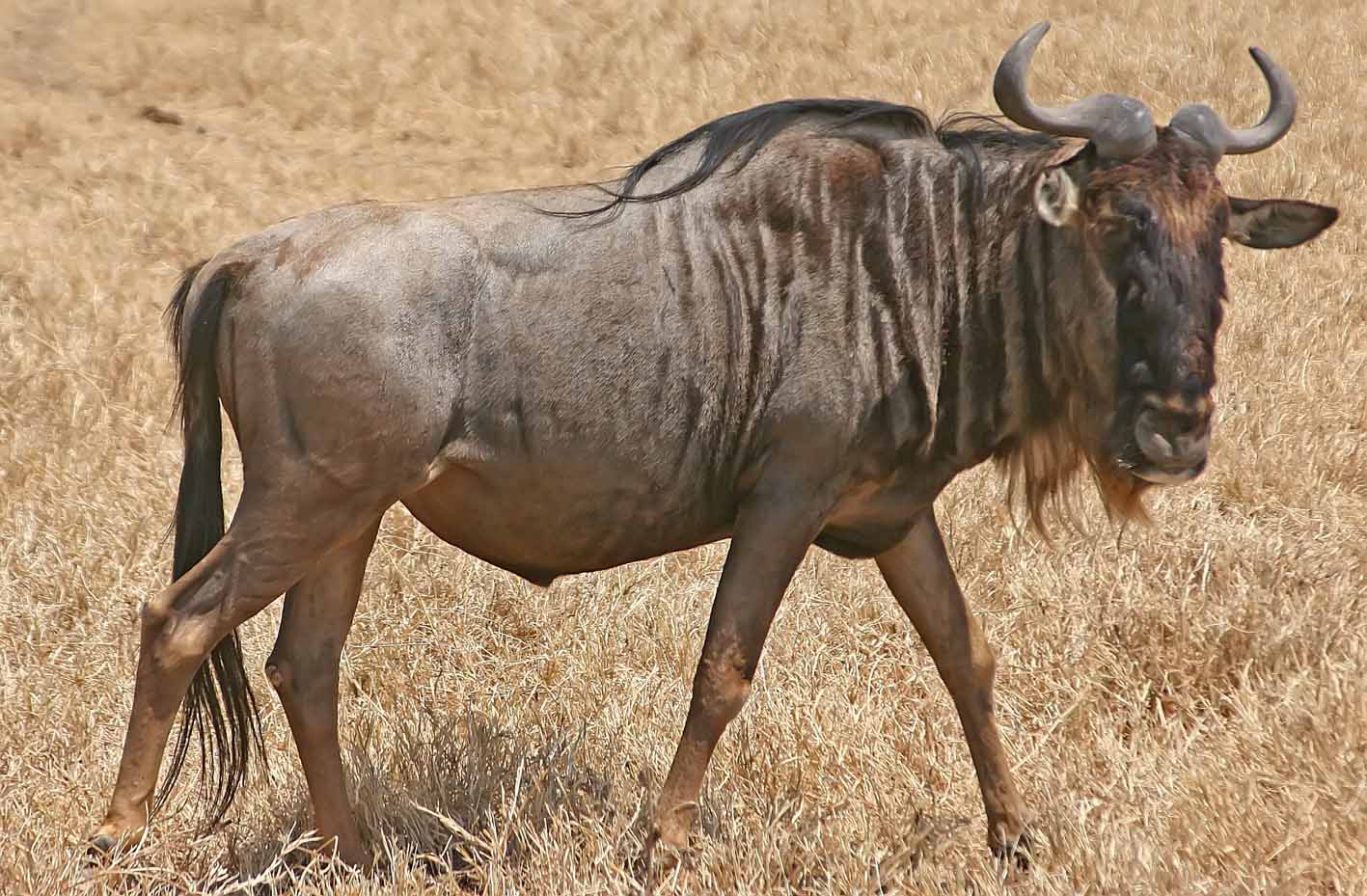 Gnu General Public License Gpl