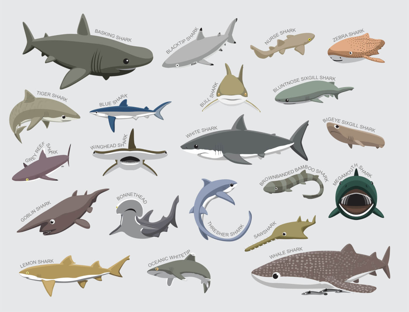 'Animalkind': Sink Your Teeth Into These Amazing Shark Facts | PETA - Hoeveel Haaien Zijn Er Op De Wereld