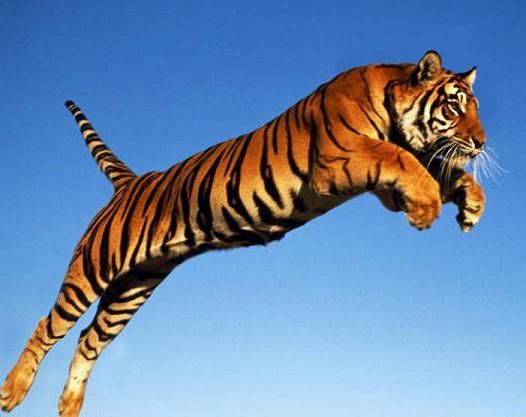 animals that JUMP - Yahoo Image Search Results | Animals, Big cats - Hoe Ver Kan Een Tijger Springen