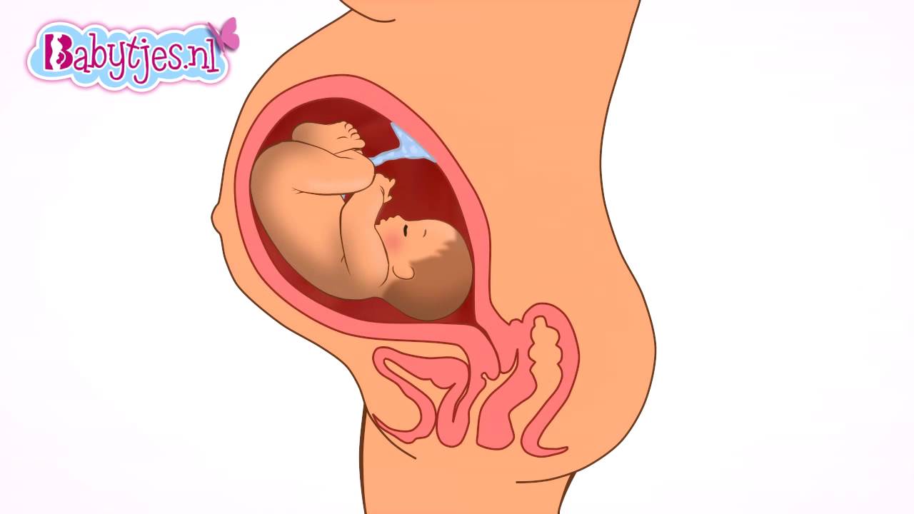 Hoeveel Babys Worden Er Per Seconde Geboren