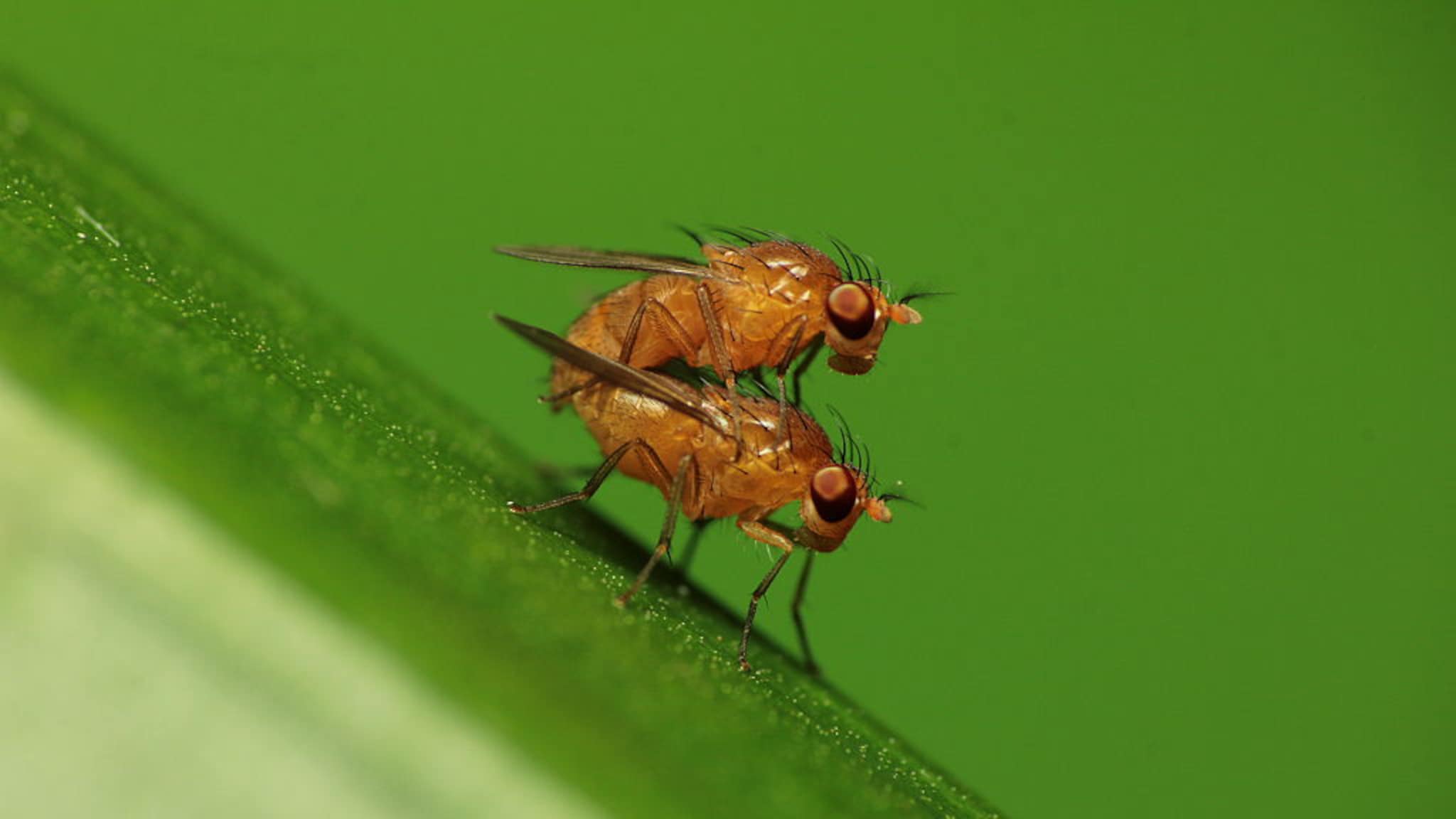 Annoyance Over Swarms Of Fruit Flies: But Did You Know You Just Eat - Hoe Lang Leven Fruitvliegjes Zonder Eten