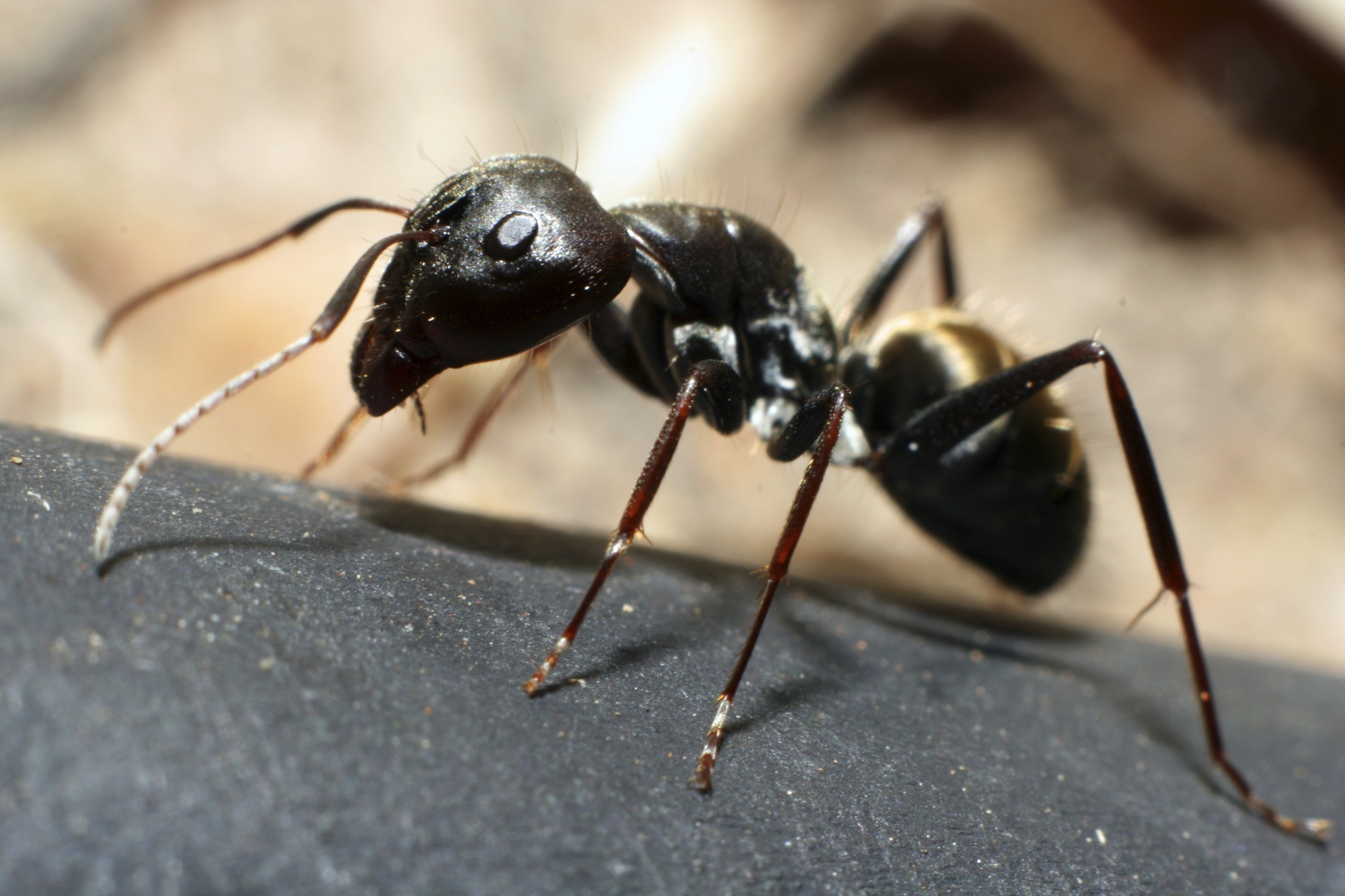 Ant - Alchetron, The Free Social Encyclopedia - Ant-man And The Wasp - Quantumania