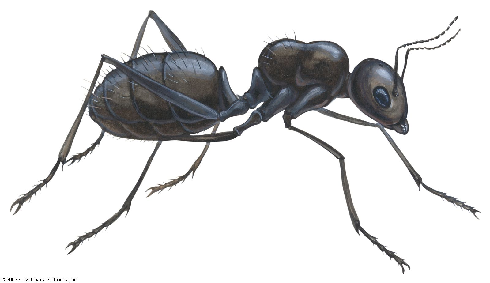 Ant-man And The Wasp - Quantumania