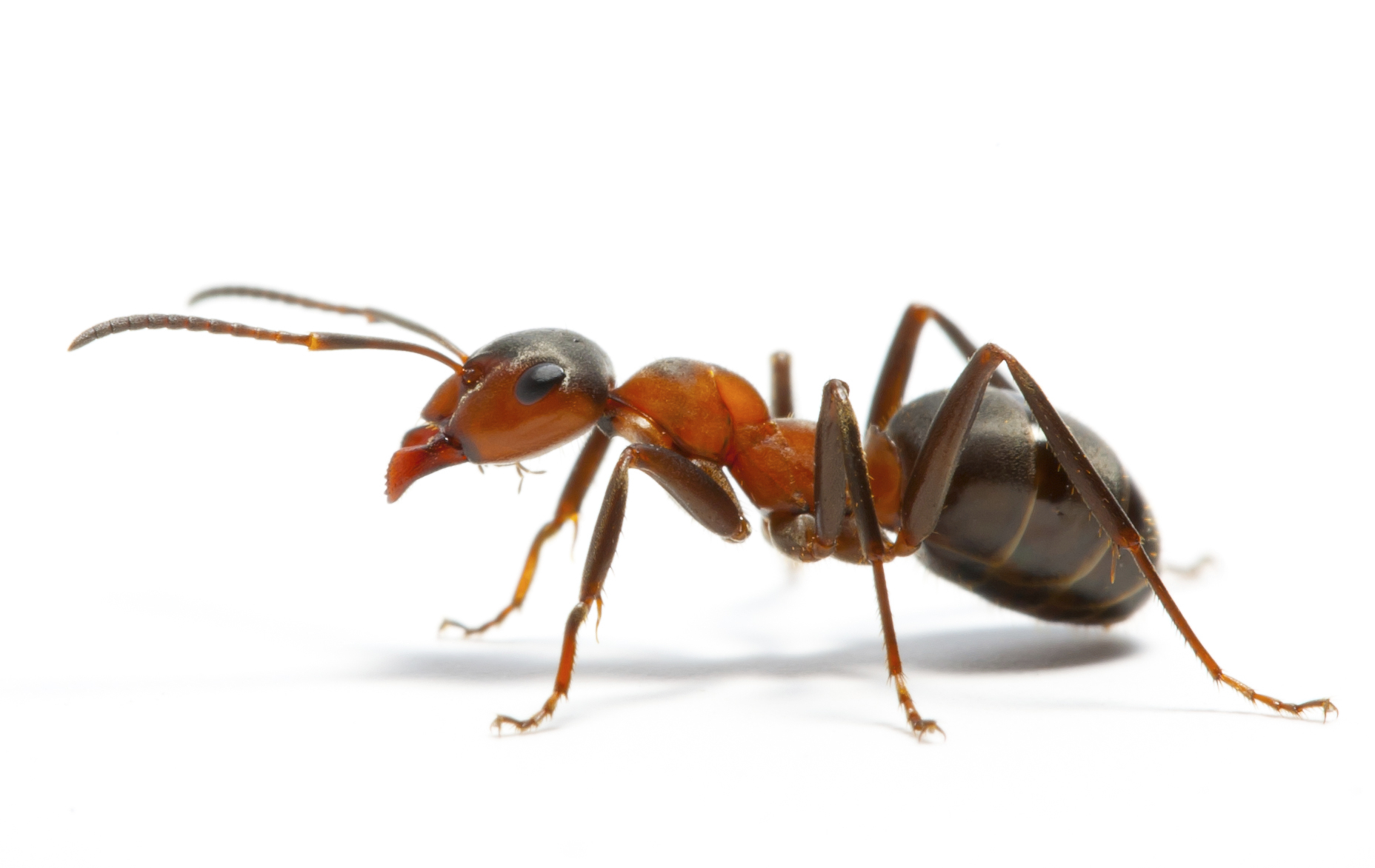 Ant Intelligence Update - Ant-man And The Wasp - Quantumania