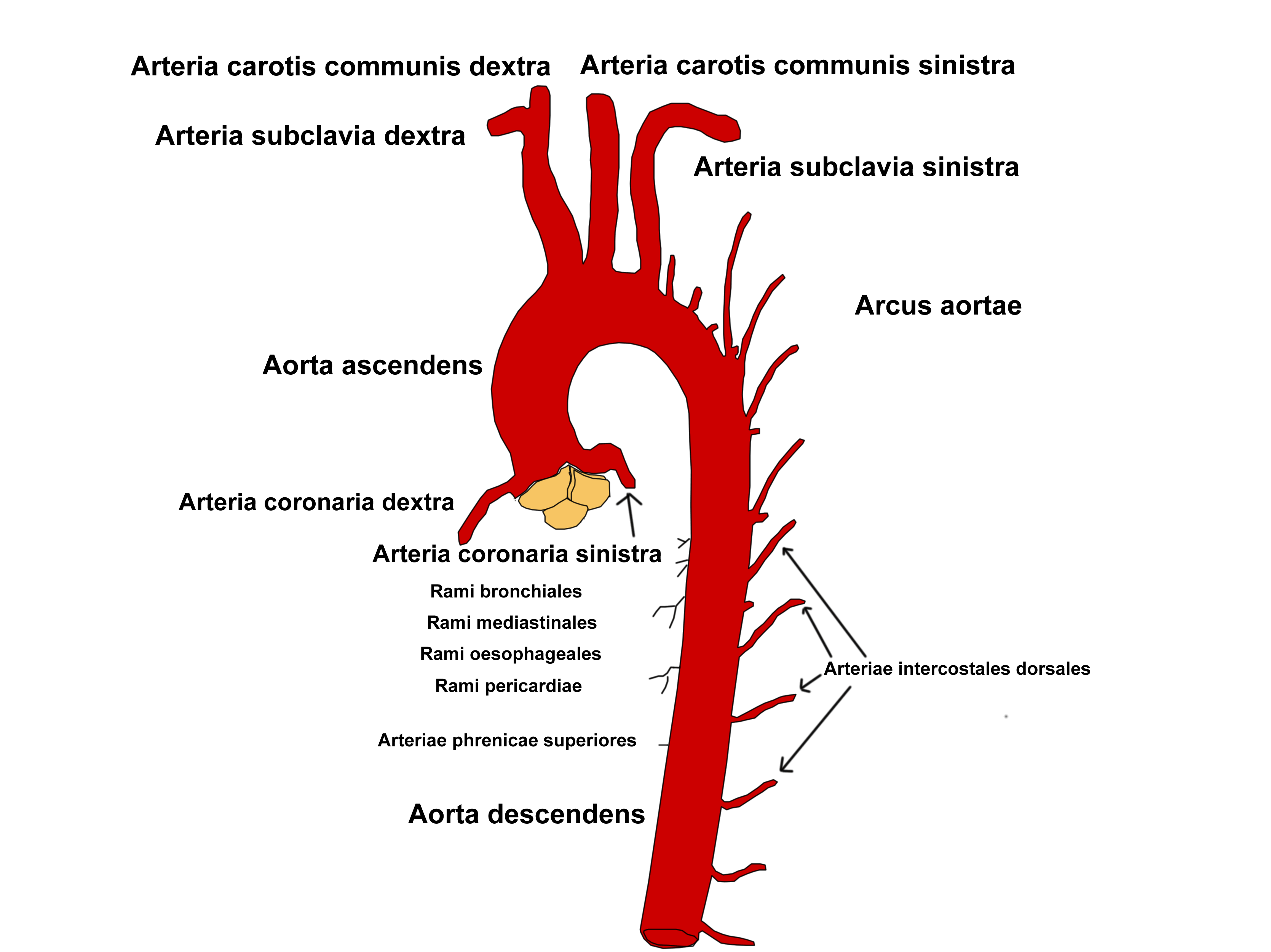 Aorta Anatomie - Welke Ader Ontspringt In De Linker Hartkamer