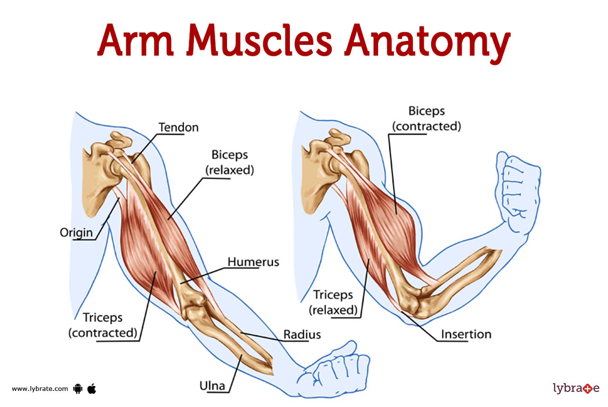 Arm Muscles (Human Anatomy): Image, Functions, Diseases and Treatments - Arm Uit De Kom Autorijden