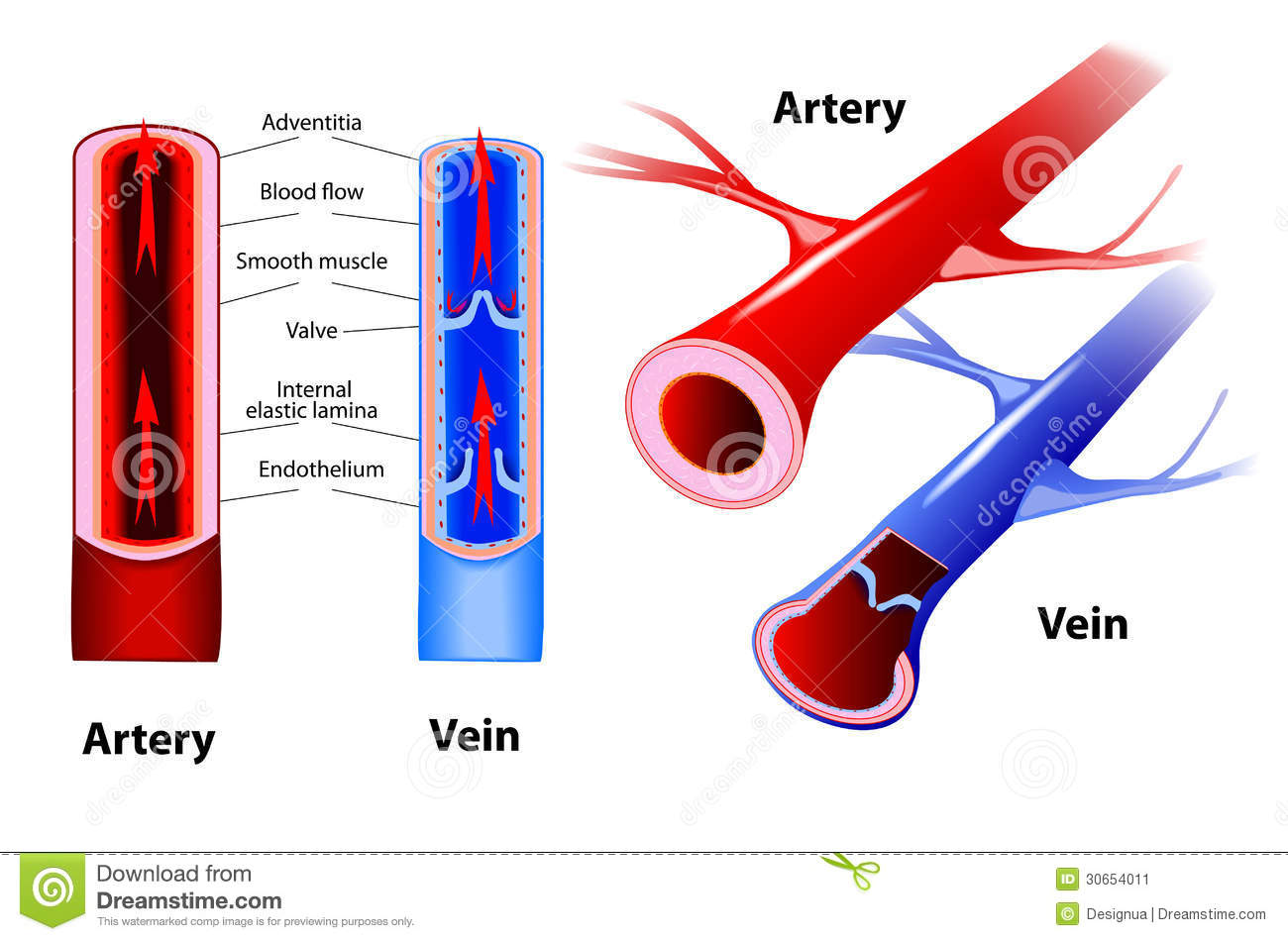 Artery clipart - Clipground - Verschil Tussen Ader En Slagader