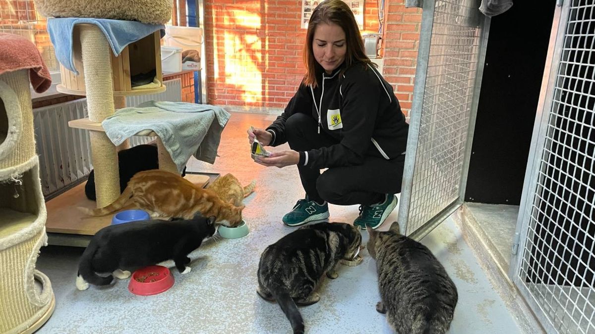 Asiel in Zuidwolde zoekt plek voor wilde kittens: 'Ze zijn niet aaibaar - Asiel Aanvragen In Eerste Land