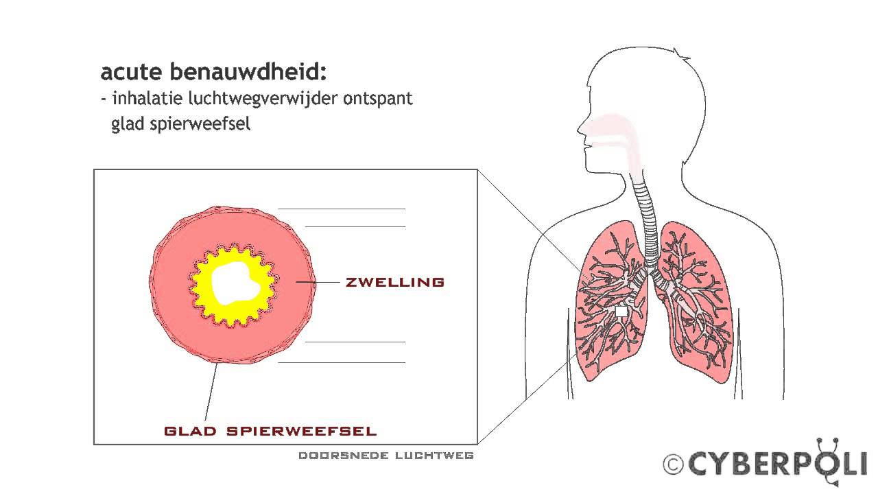 Astma - Behandeling met luchtwegverwijders - YouTube - Wat Is Bij Vogels De Normale Ademhaling