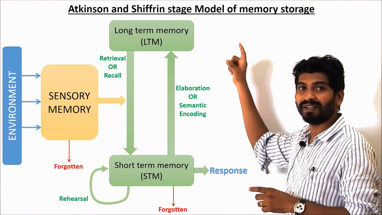 Atkinson and Shiffrin's stage model of Memory - YouTube - Atkinson And Shiffrin Model Of Memory