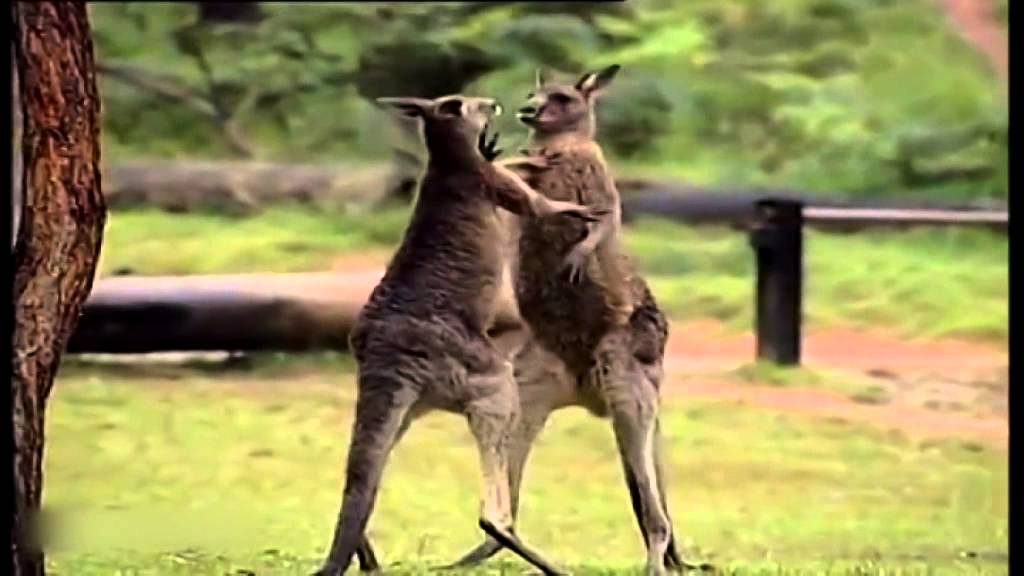 Atlas - Boksende Kangoeroes - De Grote NTR Klassieke Muziek Kwis - YouTube - Wat Zijn Kangoeroes Wombats En Koala's Voor Beesten