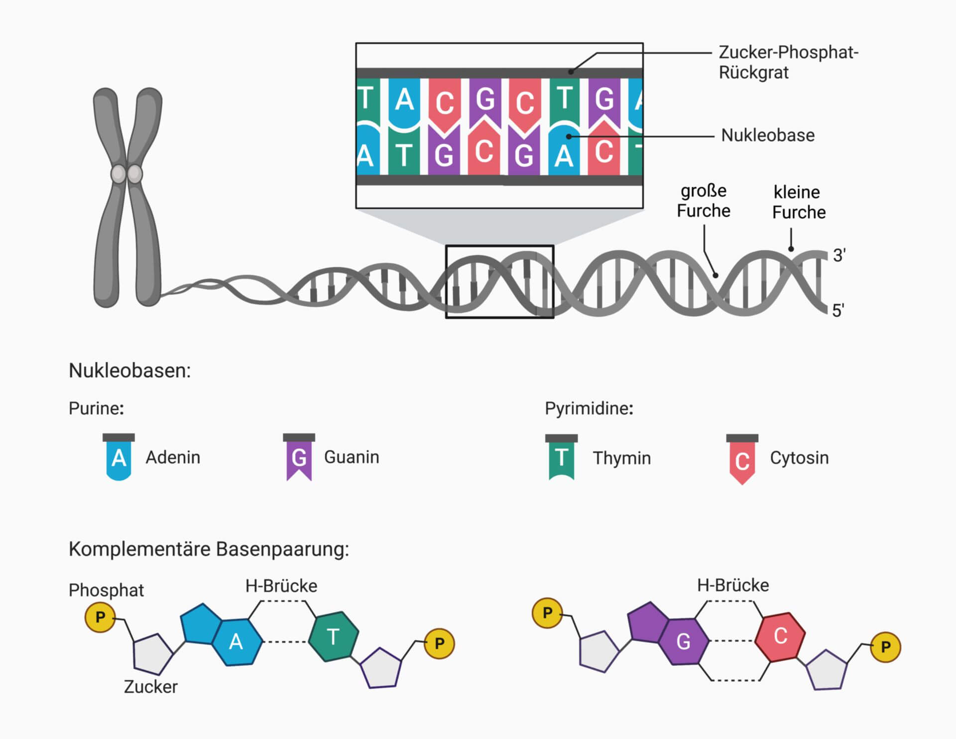 Liggen Al Je Eigenschappen Vast In Je Dna