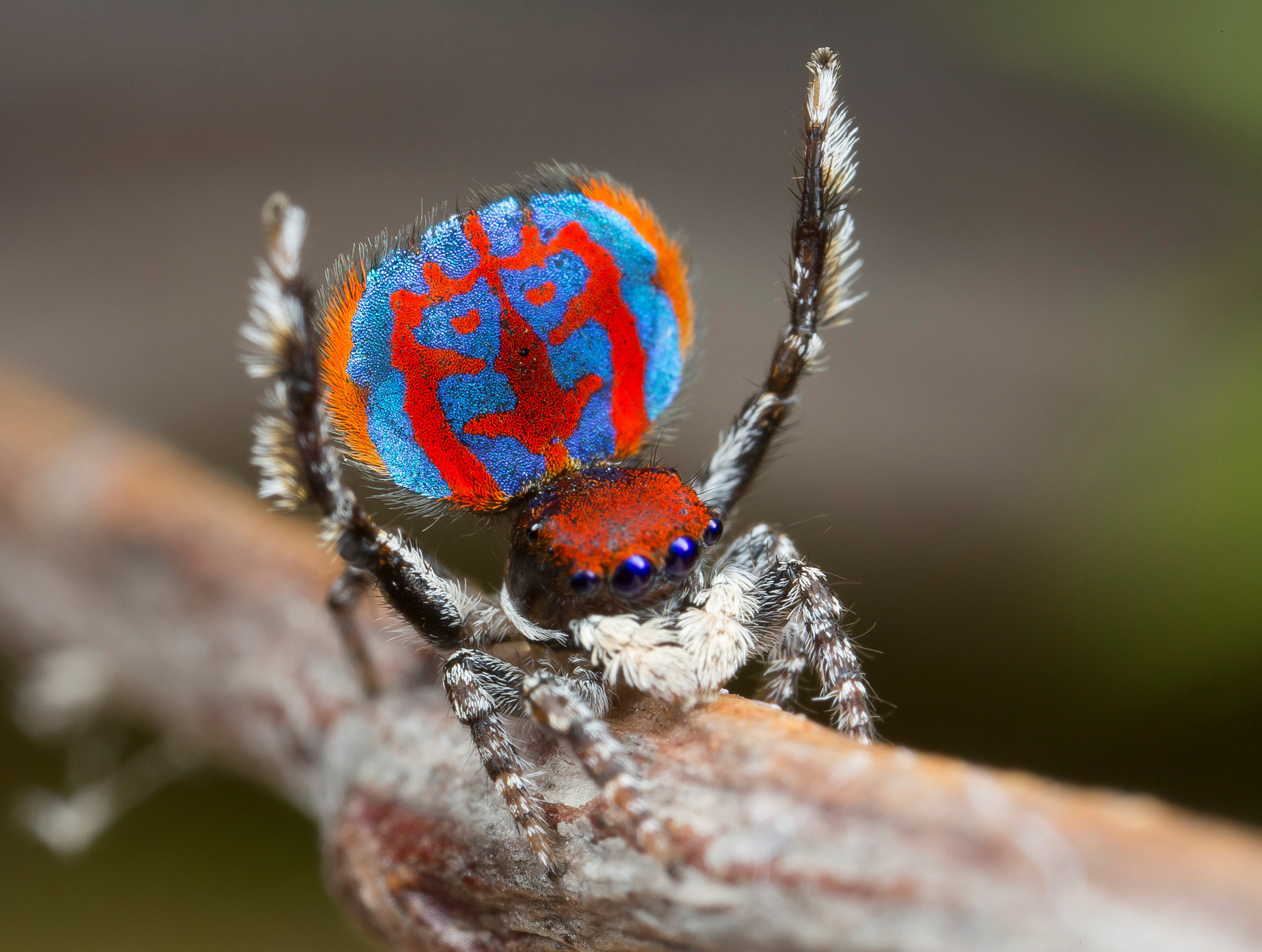 Australian Peacock Spider - Spider Man No Way Home Bioscoop
