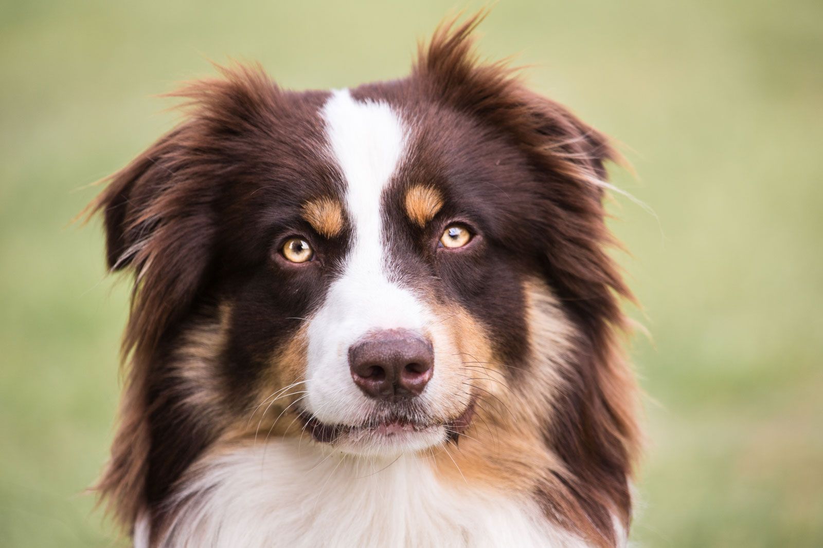 Hoe Oud Wordt Een Australian Shepherd