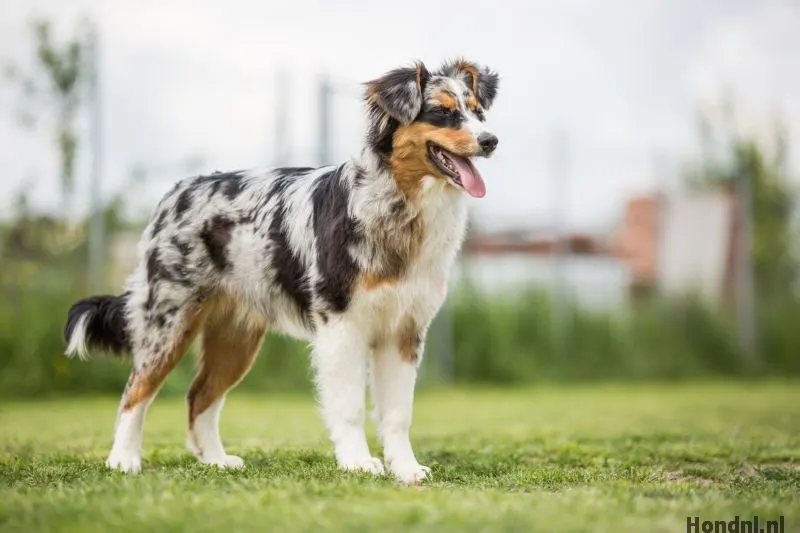 Australian Shepherd: Alles over deze unieke werkhond - Hoe Groot Wordt Een Australian Shepherd