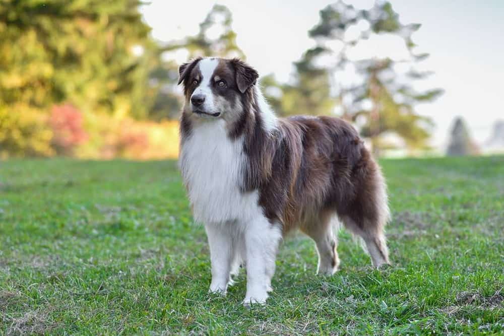 Australian Shepherd Info, Size, Temperament, Lifespan, and Pictures - Hoe Oud Wordt Een Australian Shepherd