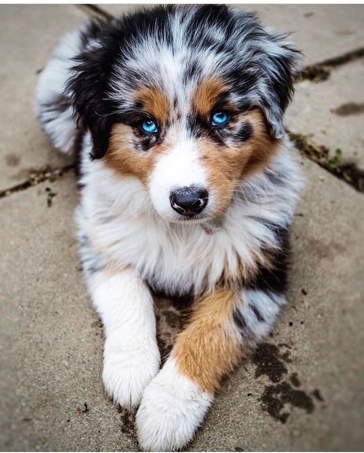 Australian Shepherd Puppy with Beautiful Blue Eyes - Hoe Groot Wordt Een Australian Shepherd