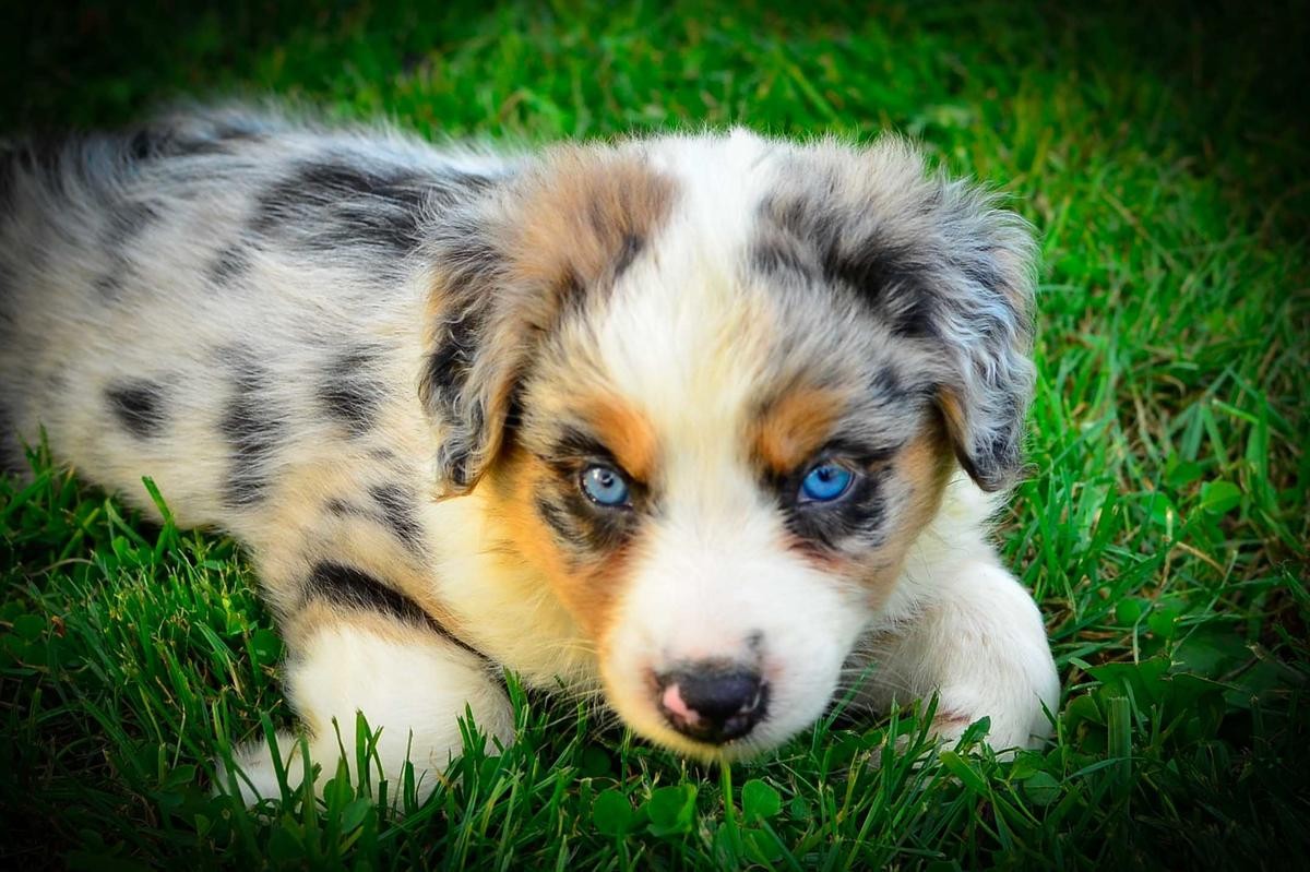 Australian Shepherd Wikipedia - Hoe Oud Wordt Een Australian Shepherd