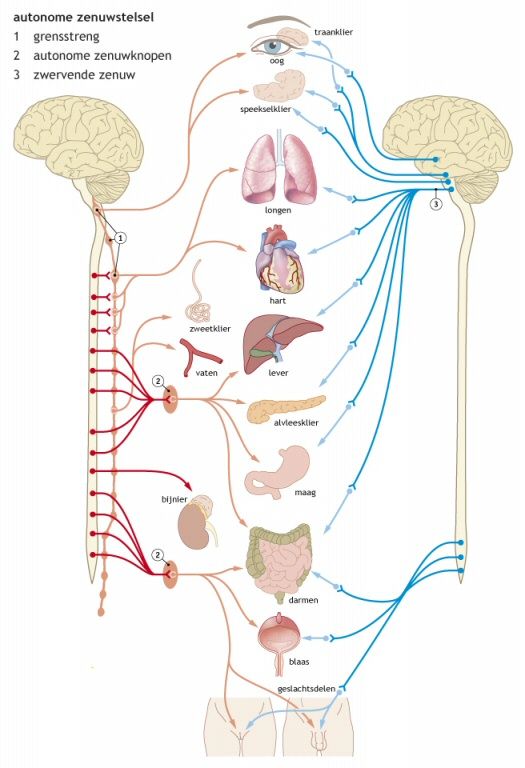 autonoom zenuwstelsel - Google zoeken Brain Anatomy, Nursing School - Centrale Zenuwstelsel En Perifere Zenuwstelsel
