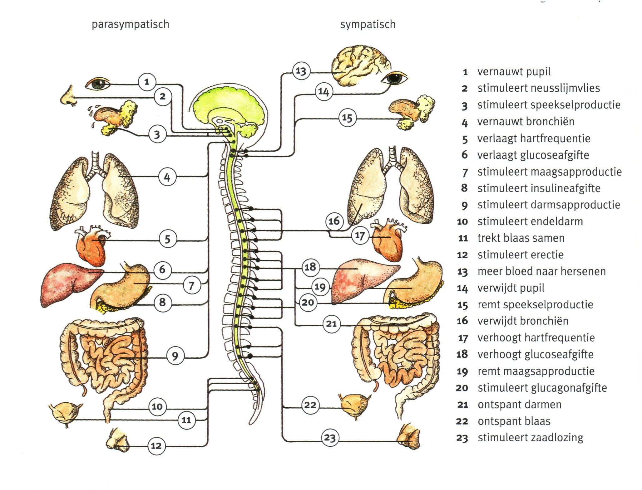 Autonoom zenuwstelsel, sympathetic/parasympathetic nerve system - Hoeveel Zenuwen Heeft Een Mens
