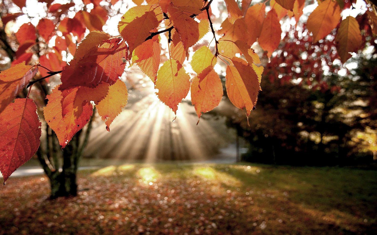 Wanneer Is Het Herfst Vakantie