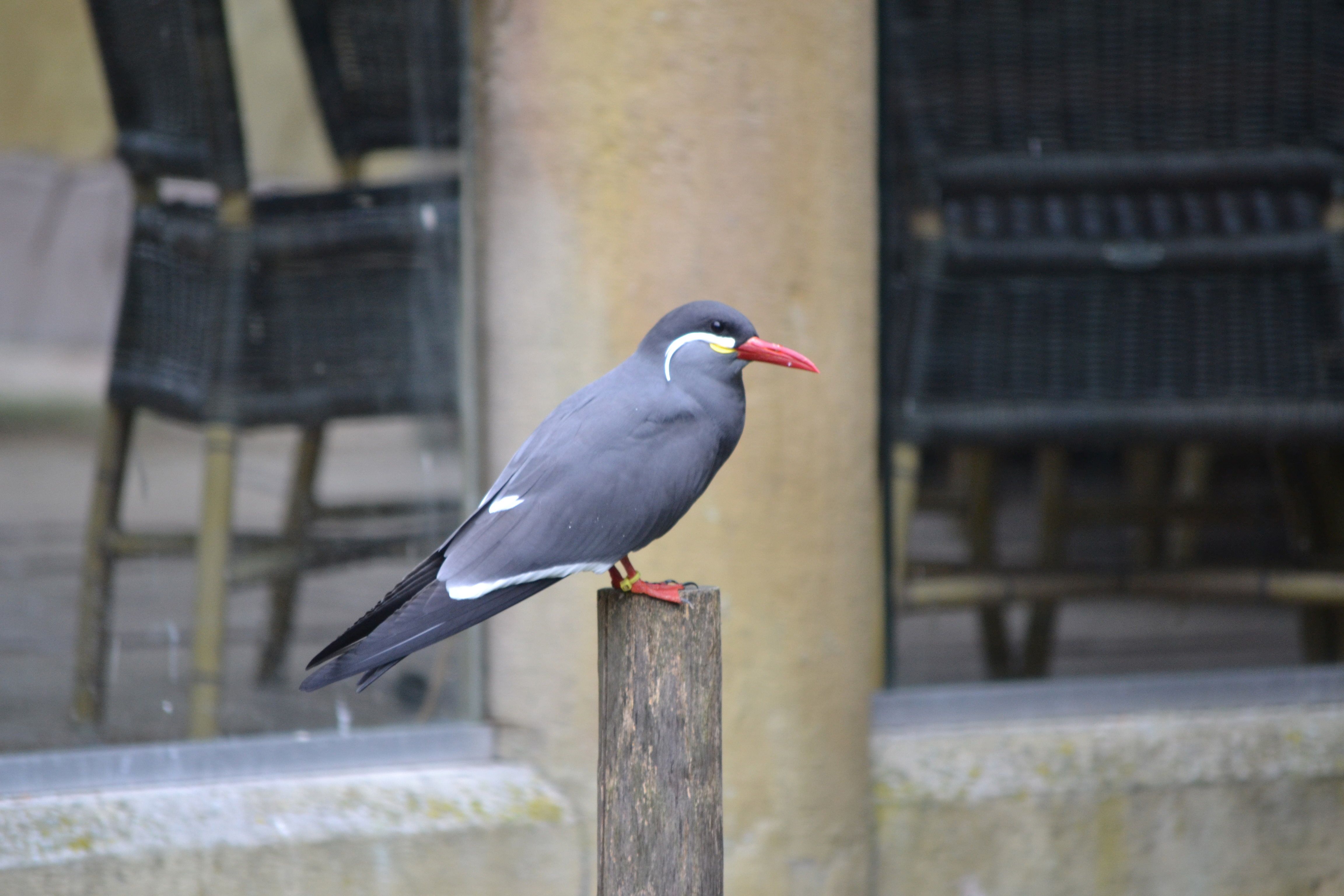 Vogelpark Avifauna Hoorn Alphen Aan Den Rijn