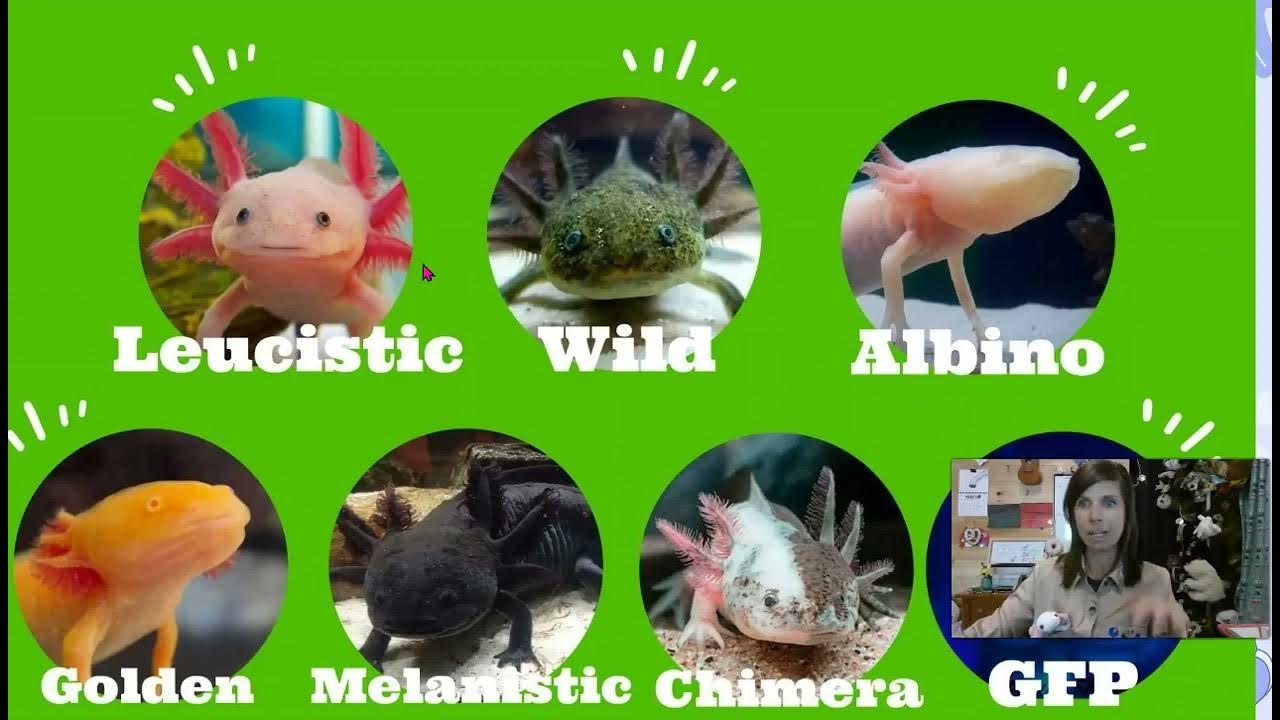 Axolotl Lesson Life Cycle - YouTube - Hoe Groot Moet Een Aquarium Zijn Voor 1 Axolotl
