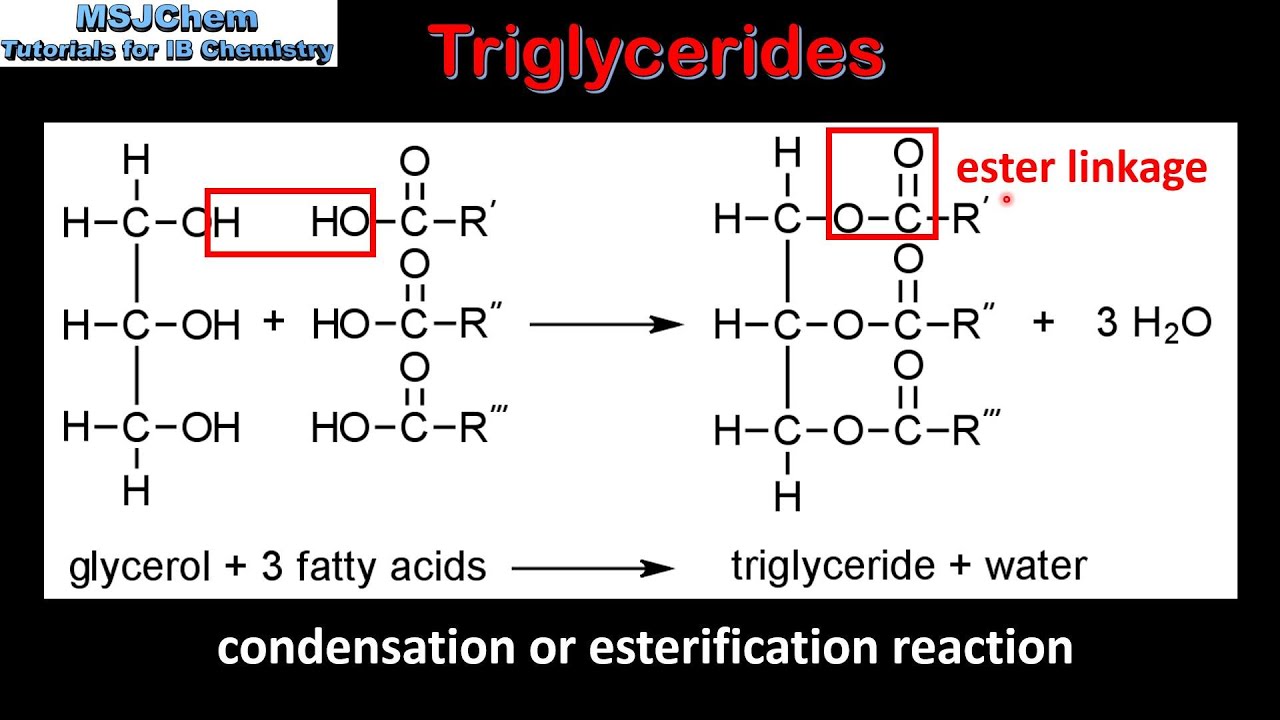 Wat Is Triglyceriden In Het Bloed