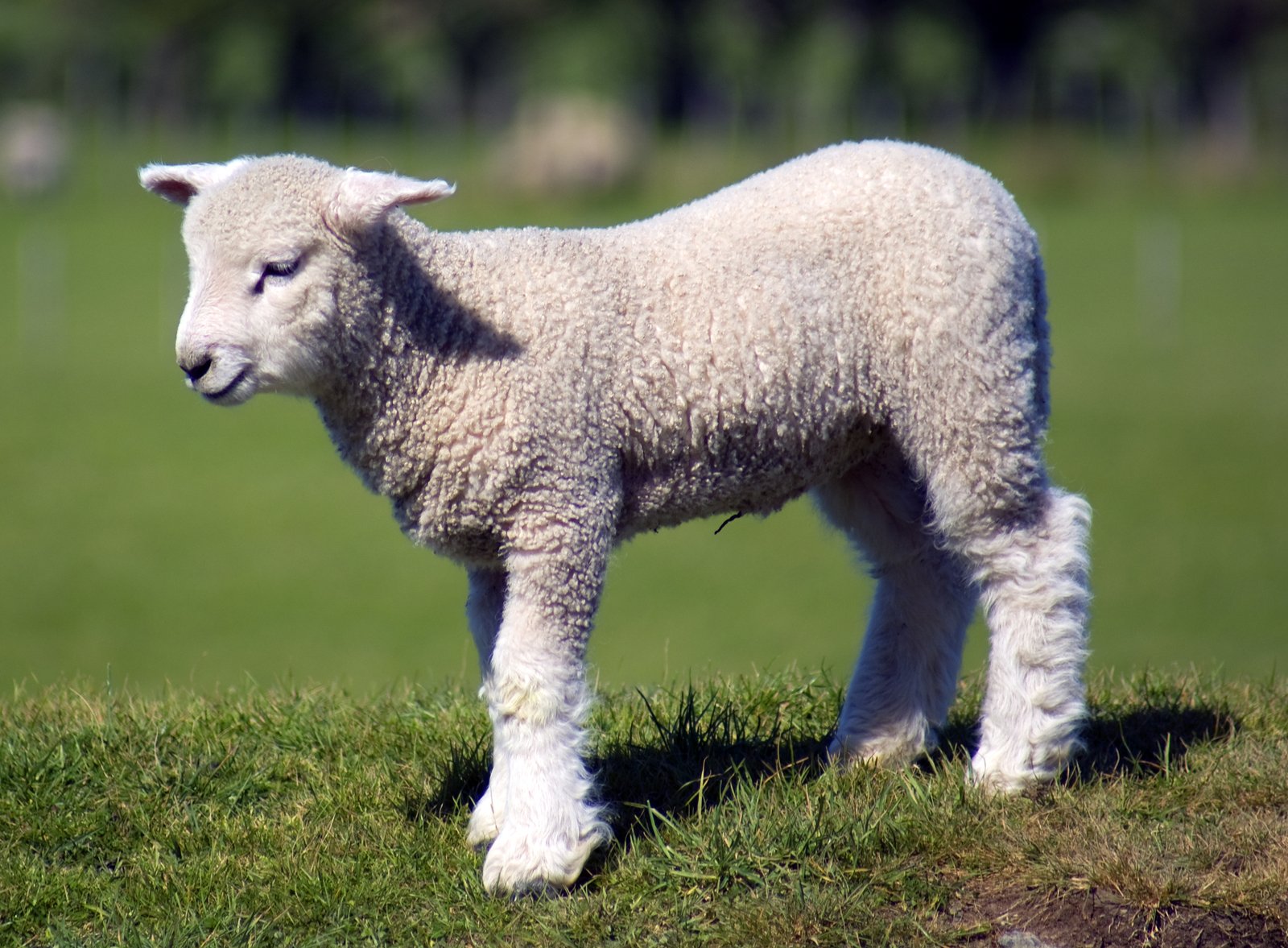 Baby Lamb Free Photo Download | FreeImages - Lamb To The Slaughter Samenvatting