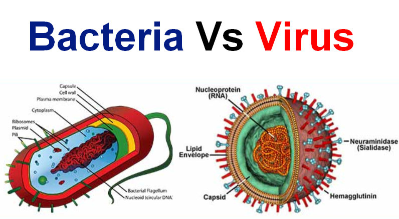 Bacteria and Virus: Types, Characteristics, Reproduction and - Hoe Weet Je Of Je Een Virus Of Bacterie Hebt