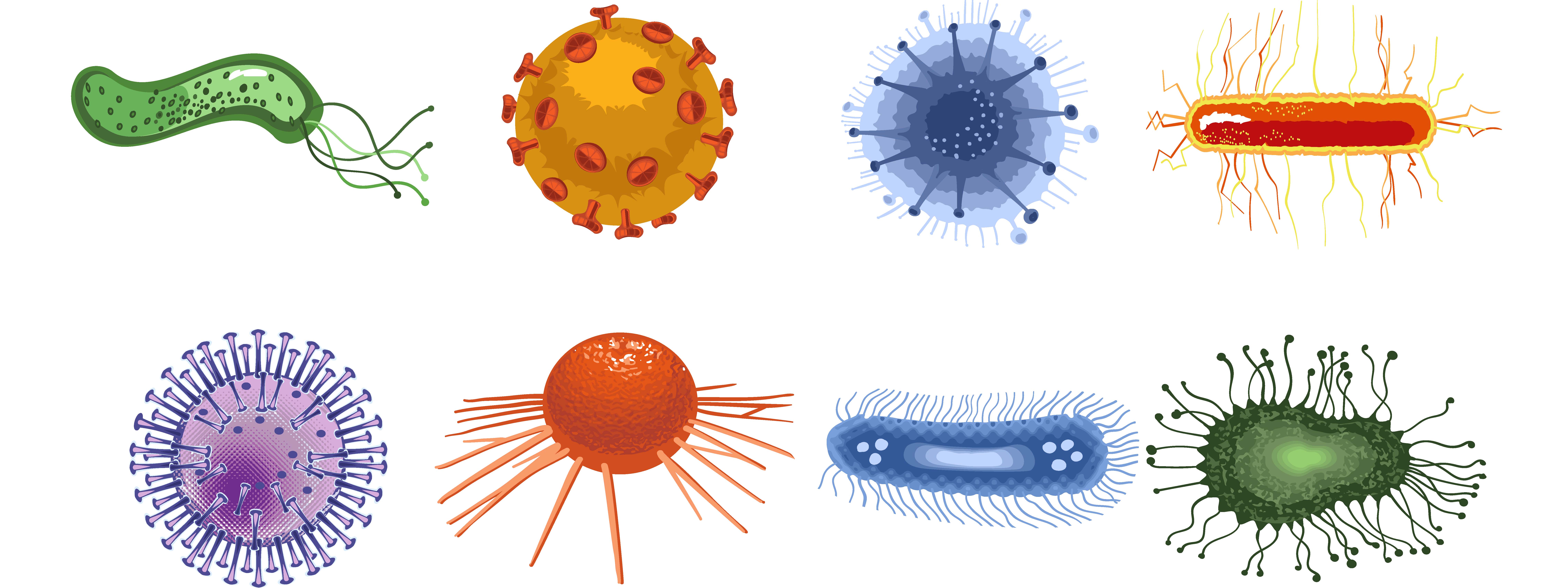 Bacteria And Viruses Ks2 - Is Een Bacteriele Infectie Besmettelijk