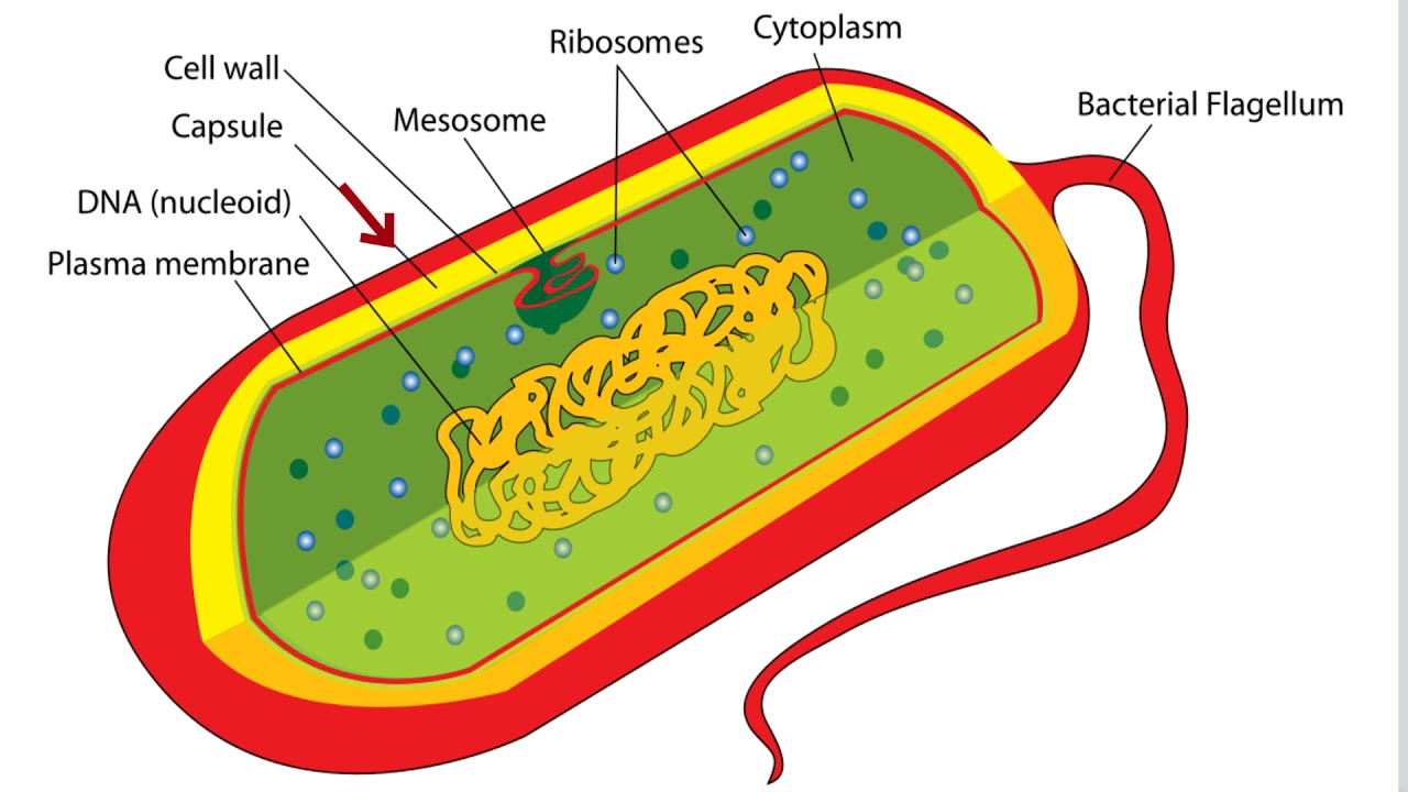 Hoe Krijg Je Een Bacteriële Infectie