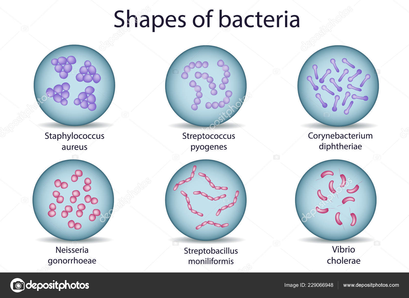 Bacteria shapes - firstqust - Hoe Ziet Een Bacterie Eruit