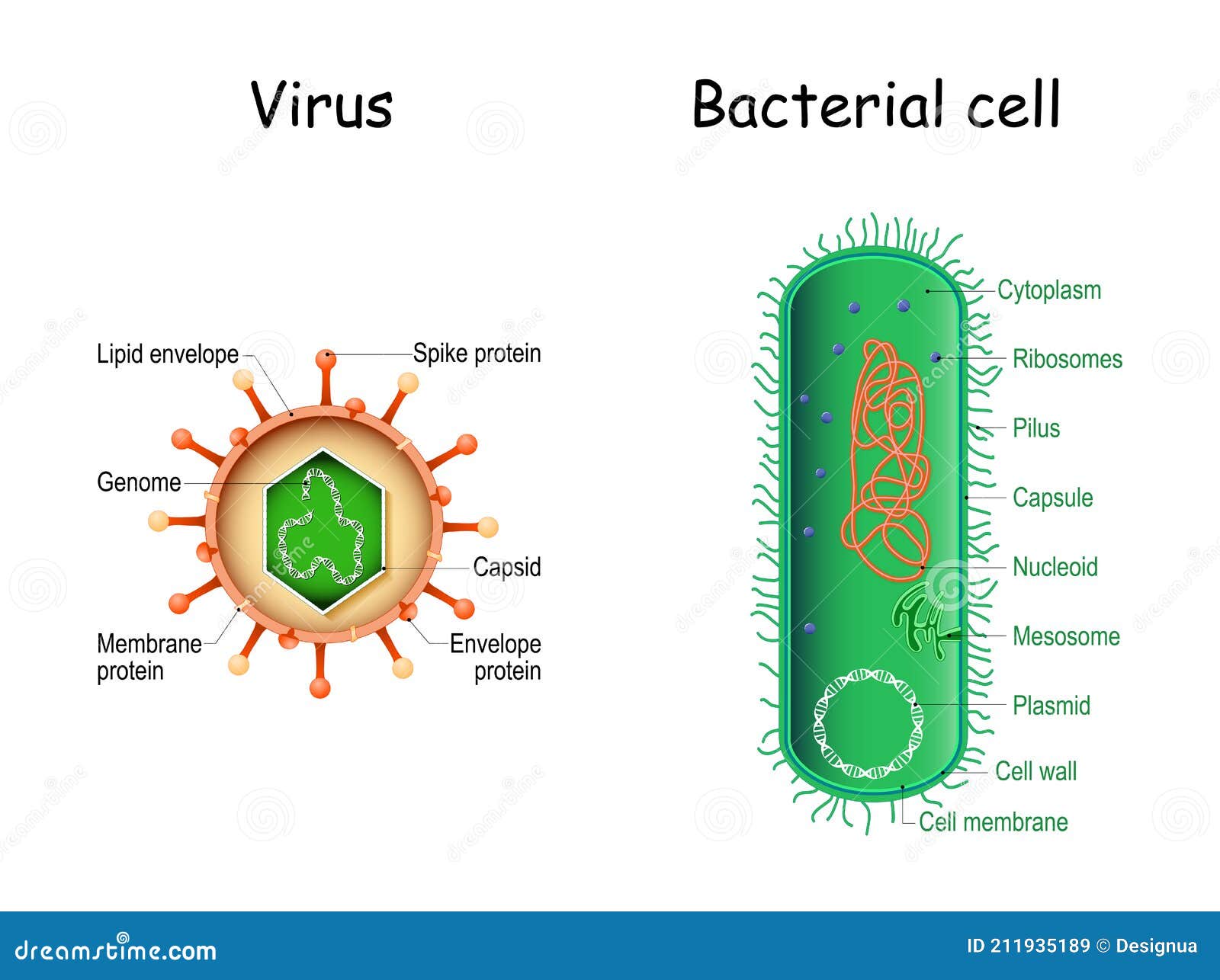 Bacterial Cell Structure. Prokaryotic Cell With Nucleoid Vector - Hoe Groot Is Een Bacterie