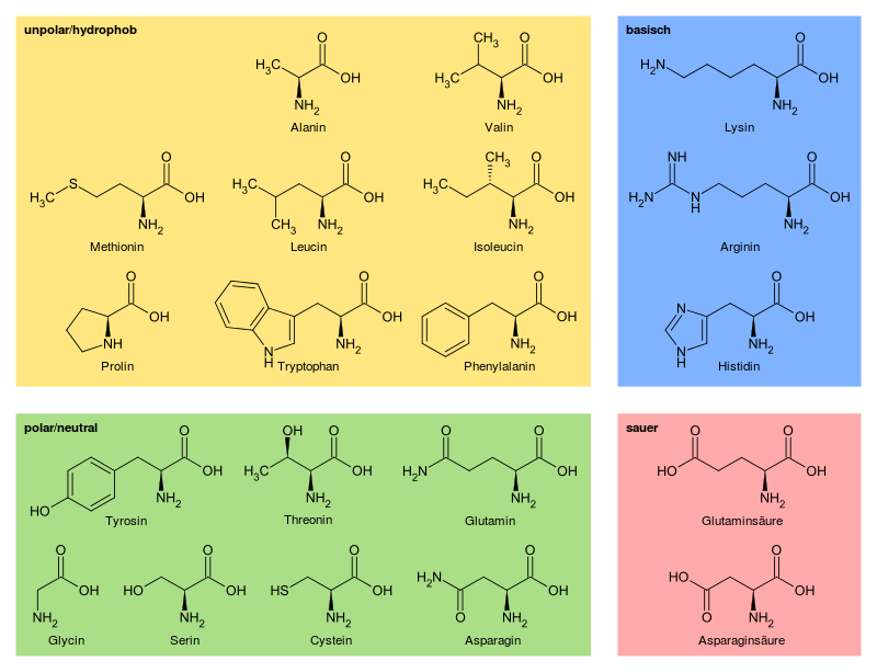 Basics of Amino Acids | Concise Medical Knowledge | Amino acids - Essentiele En Niet Essentiele Aminozuren
