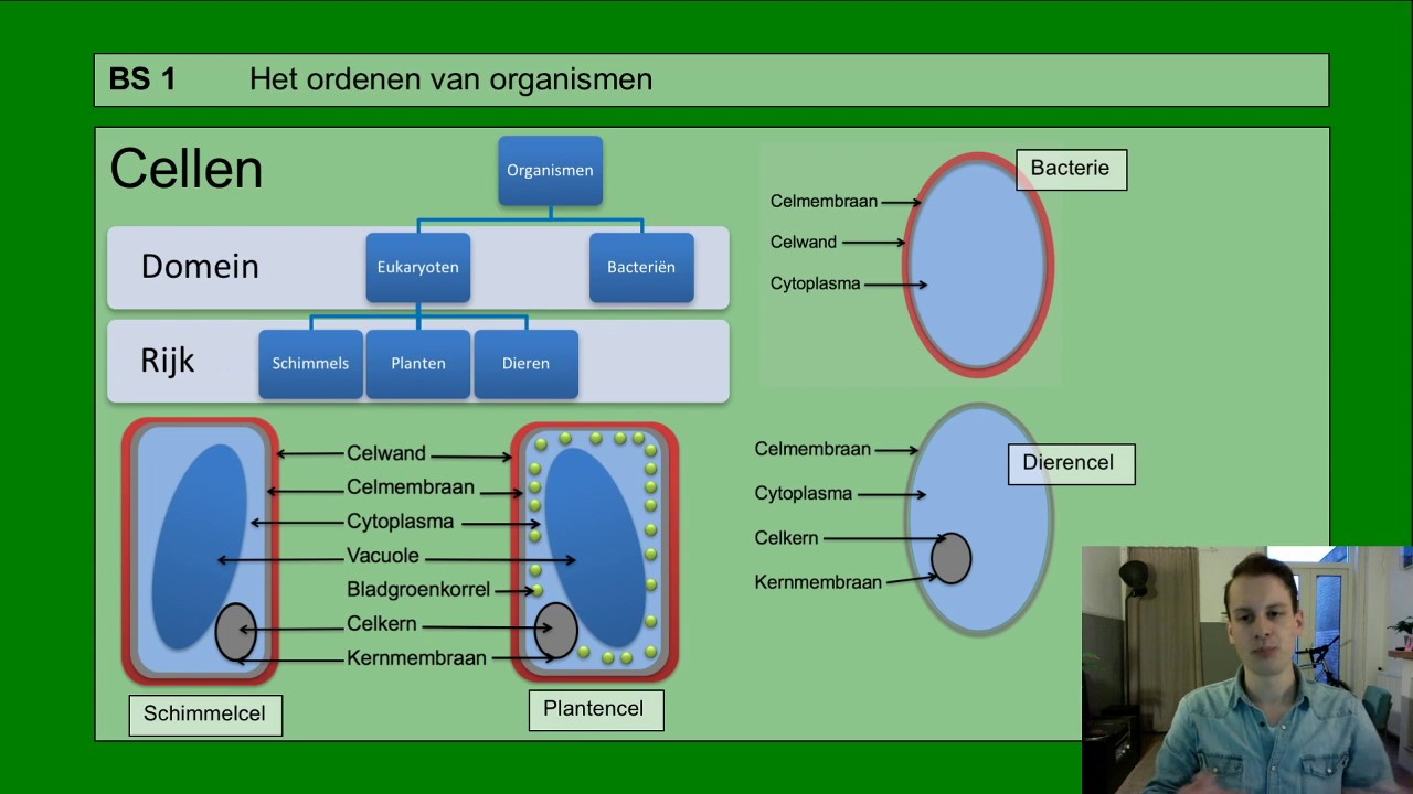 Basisstof 1 Het ordenen van organismen - YouTube - Het Ordenen Van Een Compromis
