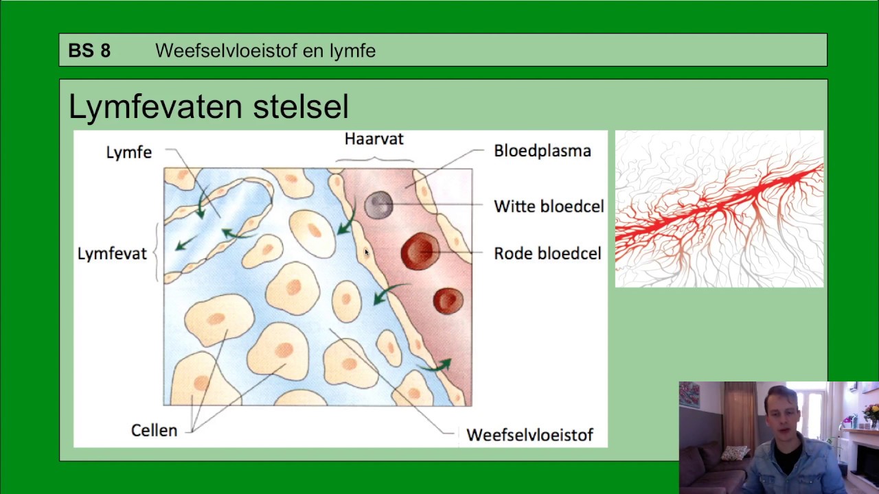 Basisstof 8 Weefselvloeistof en lymfe - YouTube - Wat Is De Functie Van Weefselvloeistof
