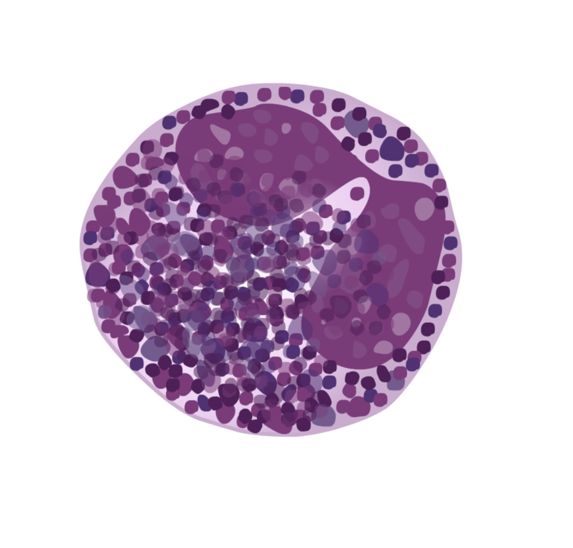 Basophil granulocyte - DocCheck - Basofiele Granulocyten Absoluut Te Laag