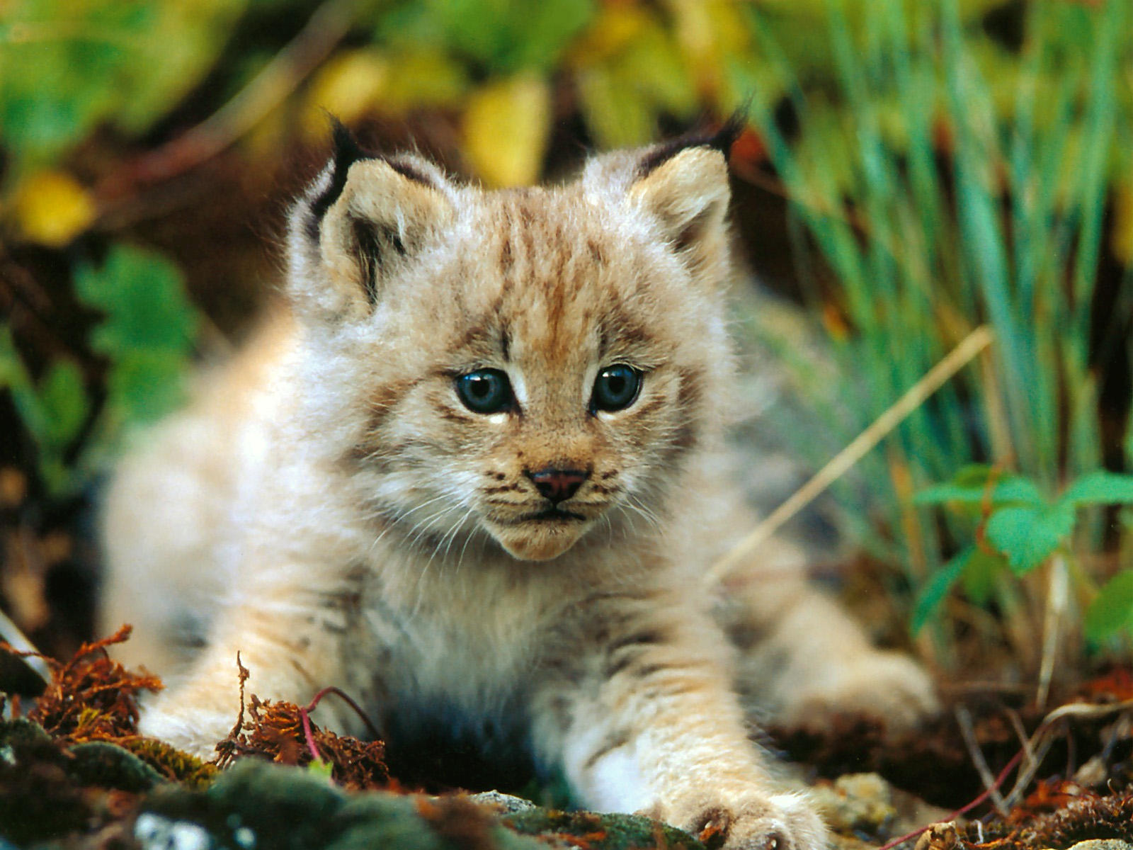 Beautiful Animal Photos, Beautiful-Animal-Photography-by-Sooper-Deviant - Animal Farm Samenvatting Per Hoofdstuk