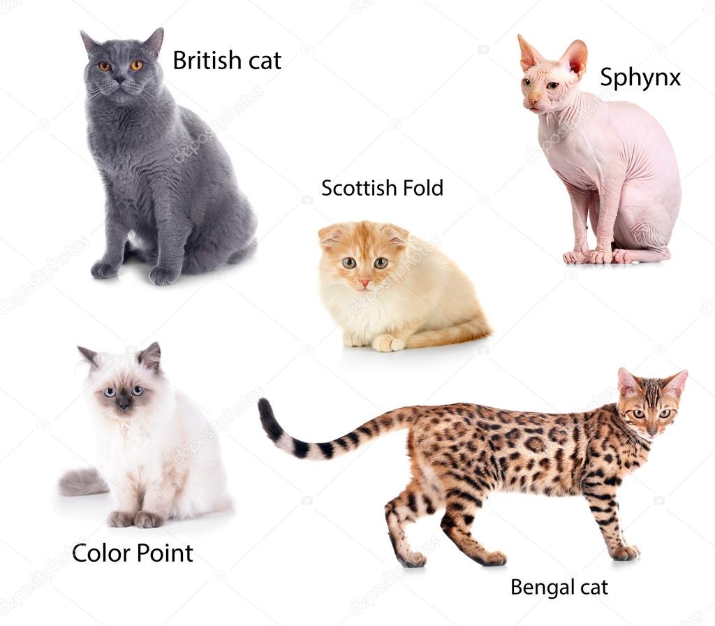 Beautiful Cat Pictures - Hoeveel Katten Zijn Er In Nederland