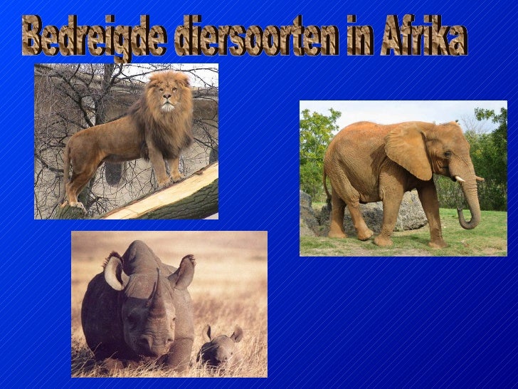 Bedreigde Diersoorten - Hoeveel Bedreigde Diersoorten Zijn Er