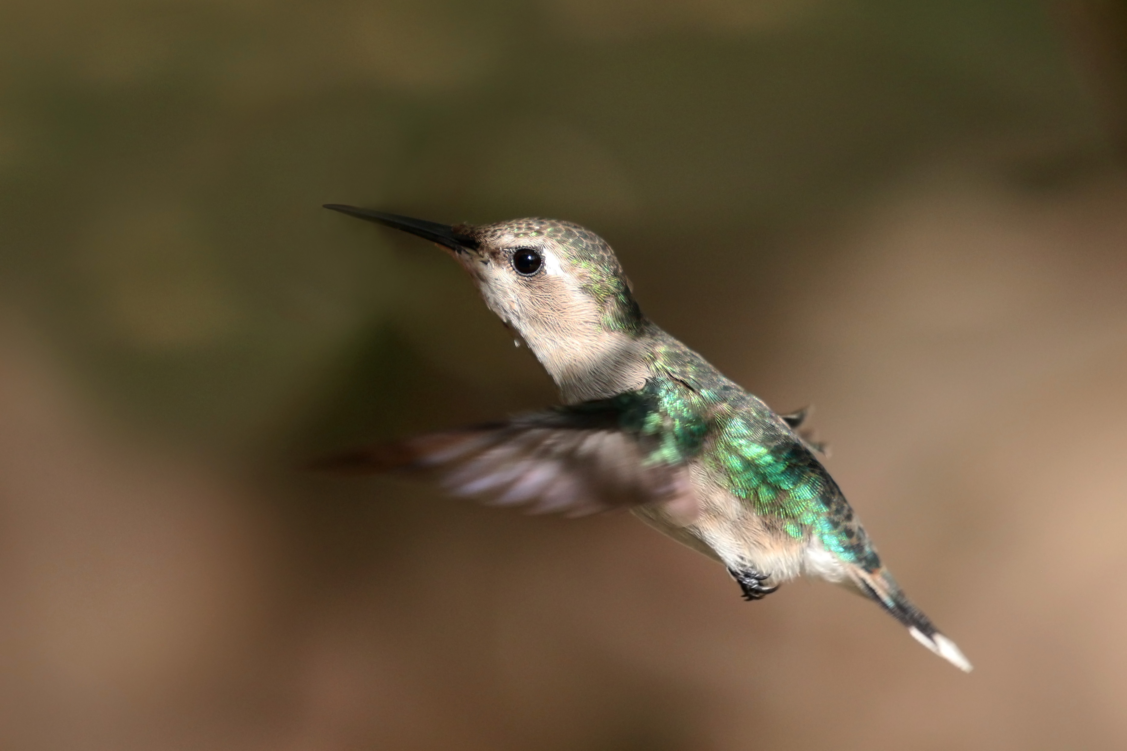 Bee Hummingbird - Worlds Smallest Bird - Dit Is De Kleinste Vogel Ter Wereld