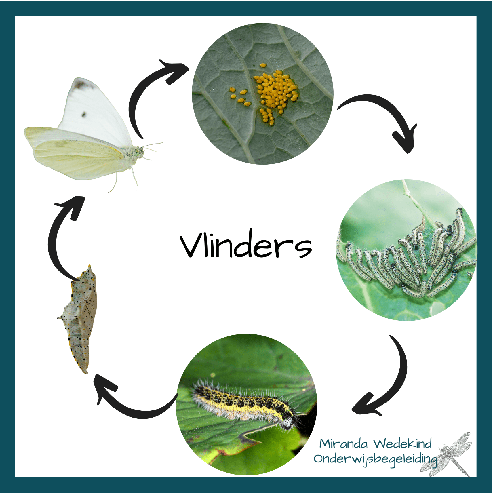 Beebotkaarten Levenscyclus van een vlinder – Miranda Wedekind - Hoe Lang Leeft Een Dagpauwoog Vlinder